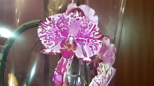 Купила Погибающую Орхидею в Пятёрочке | Phal. Magic Art - Пятёрочка
