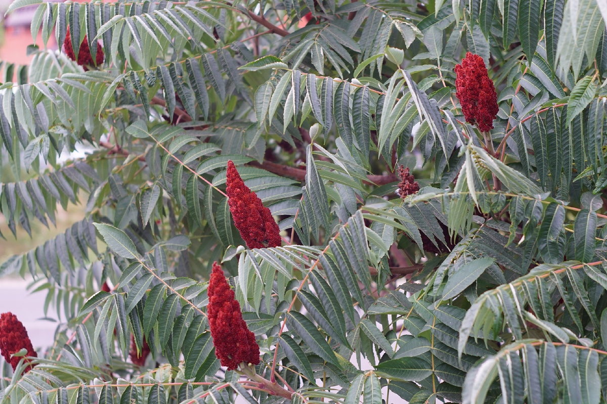 Психолог: Фото автора.