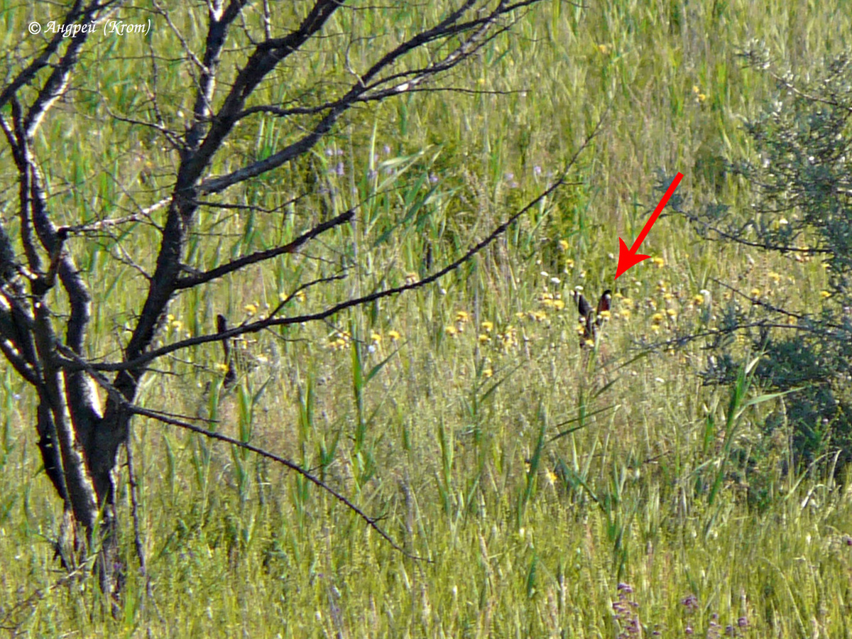 Ушастая братия в кустах