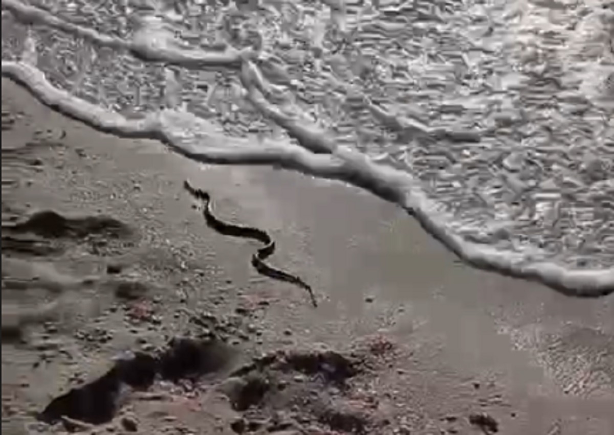 Скрин с видео.