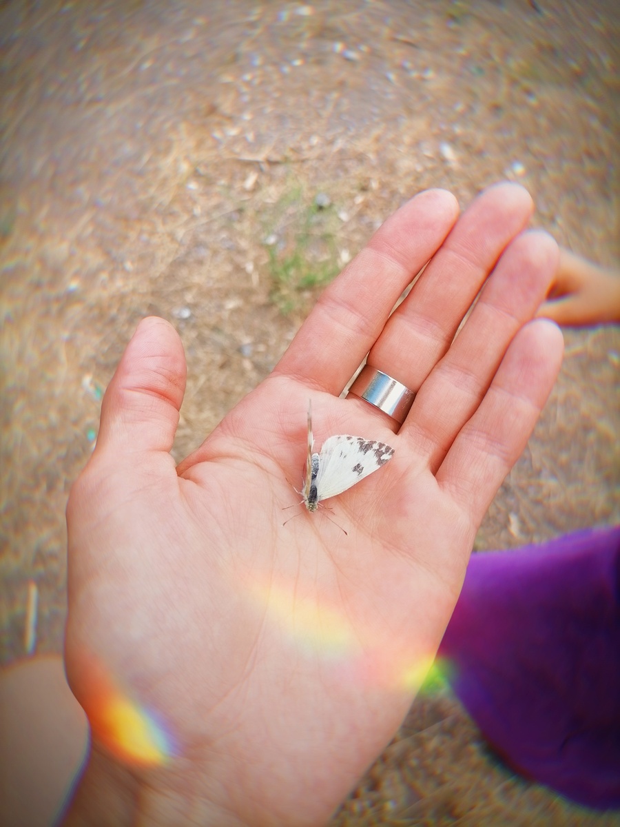 Из куколки в бабочку 🐛🦋