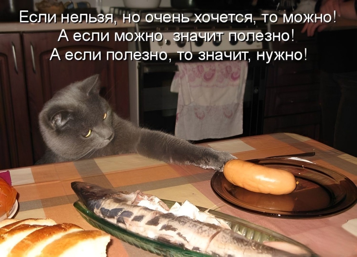 Почему я не хочу кушать. Кот с сосисками. Приколы про еду в картинках. Коты и еда.