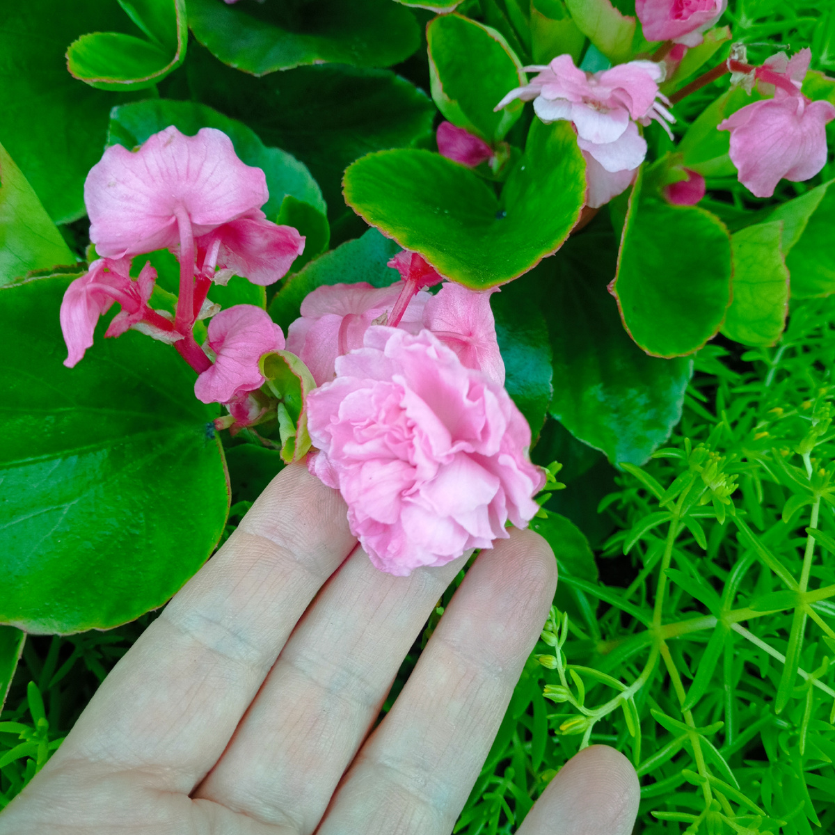 Бегония вечноцветущая махровая. Вся усыпана розочками. 