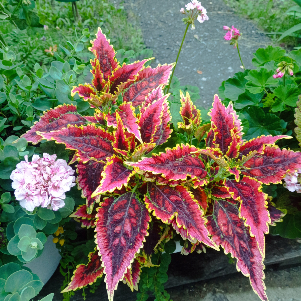 Колеус Сейлор Флер с пеларгонией Дулан Шероне