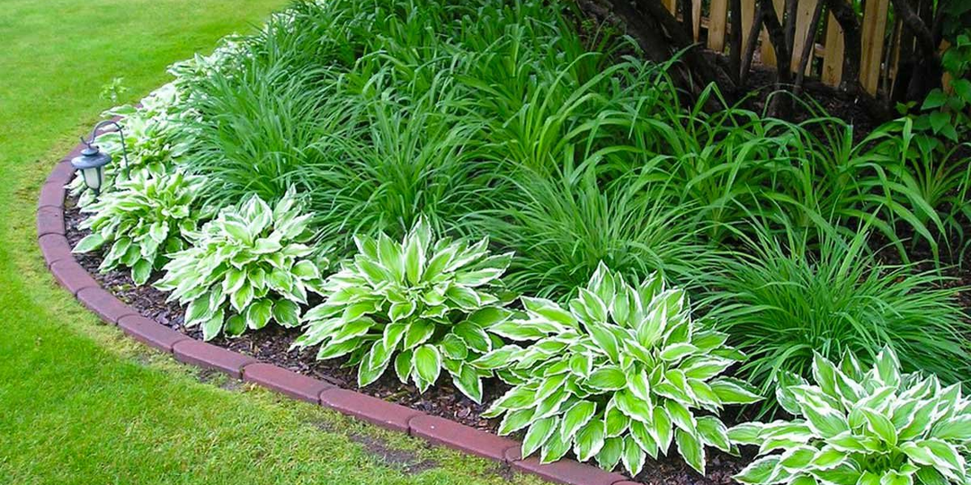 Прелестная хоста: 15 ярких и неповторимых сортов и как за ними ухаживать