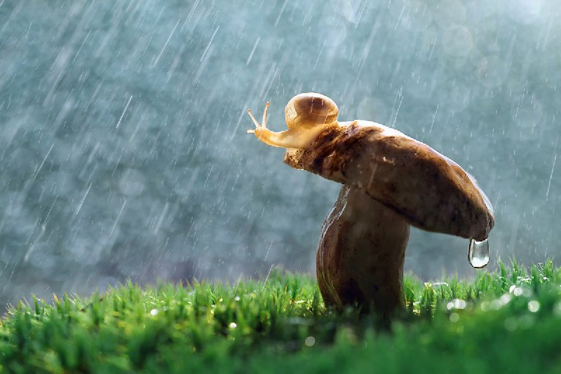 У солнца на ресницах играет дождь грибной...