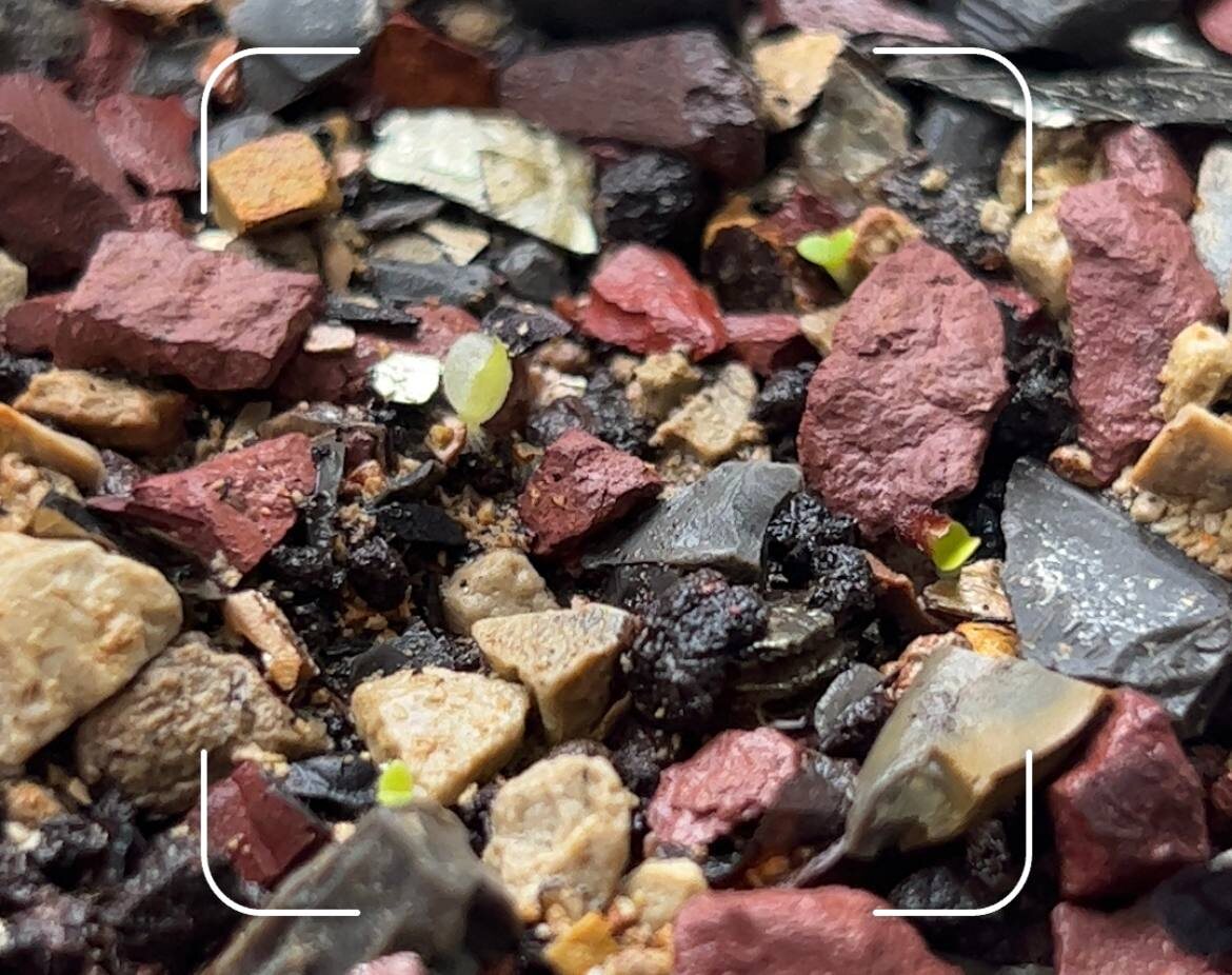 Первые всходы, 21 ноября 2022 года