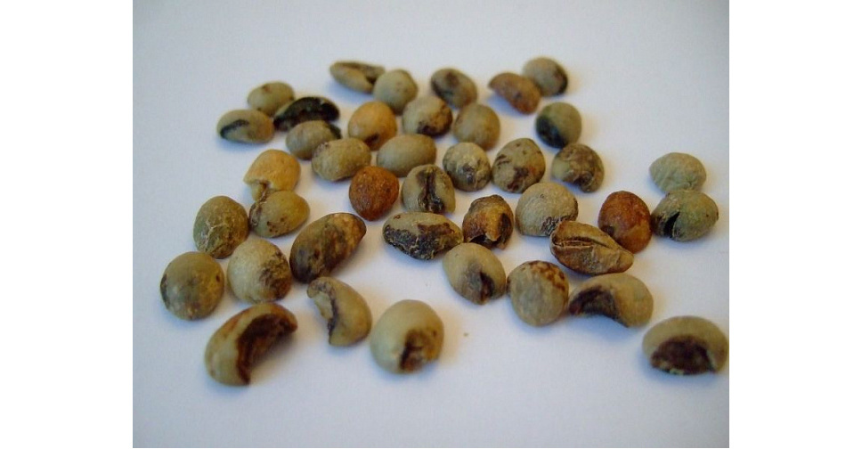 Дефекты в кофе в зернах. Кофейный жук бурильщик. Дефектное зерно. Неспелое кофейное зерно. Дефекты кофе жареного в зернах.