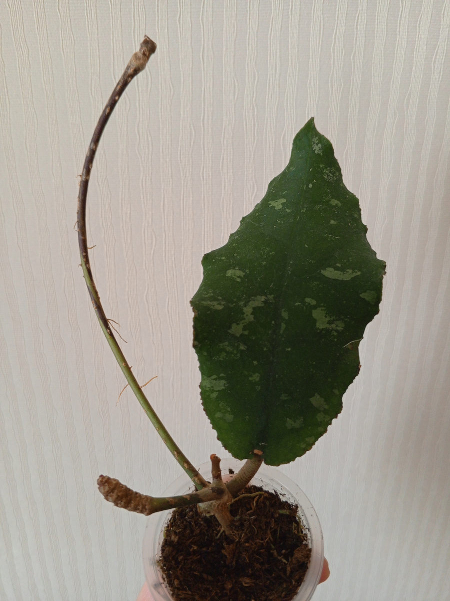 Вот моя малышка, надеюсь ростик не отсушит.