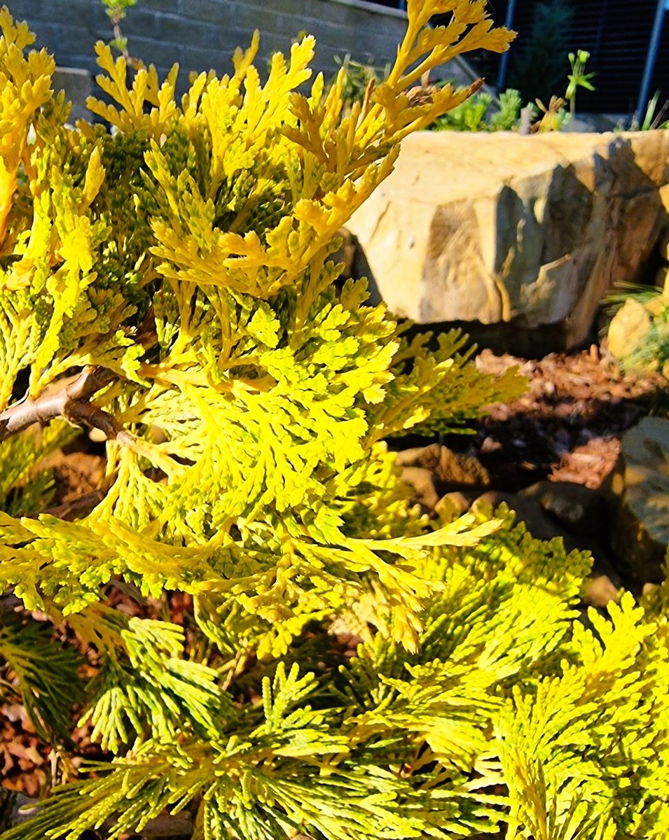 Calocedrus decurrens 'Berrima Gold'