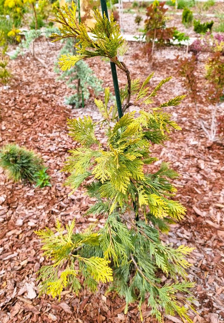 Calocedrus decurrens ‘Maupin Glow’ в моем саду. Анапа.