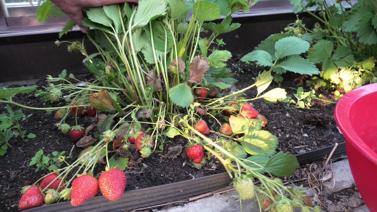 Земляника Сельва 25 июня 2024, Тюмень