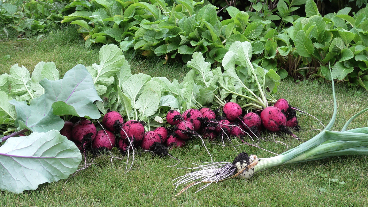 Сбор урожая