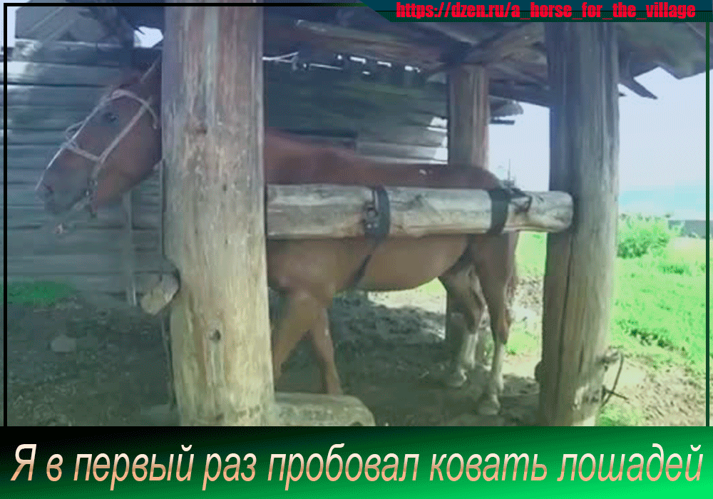 Я в первый раз попробовал ковать лошадей