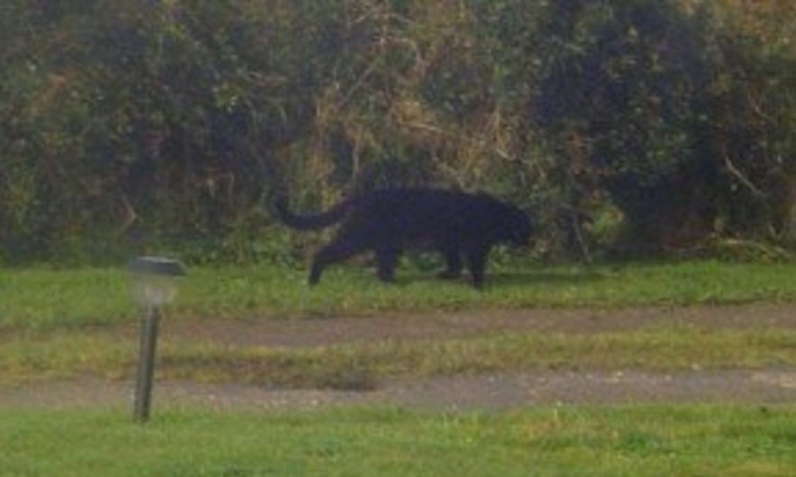 Одна из последних фотографий существа.
Источник фото: https://images.saymedia-content.com/.image/t_share/MTc0NjQ2ODg3MDU0Mzg2OTU5/alien-big-cats-the-beast-of-bodmin-moor-and-the-beast-of-buchan.jpg