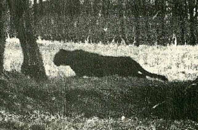 Фотография первой половины 20 века.
Источник фото: https://ufospace.ucoz.com/_nw/34/52003727.jpg