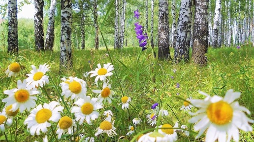 МЕДИТАЦИЯ СТРУНЫ СВОЕЙ ДУШИ ТЫ ИСЦЕЛИ И ВОЗРОДИ!!💖😇🌞