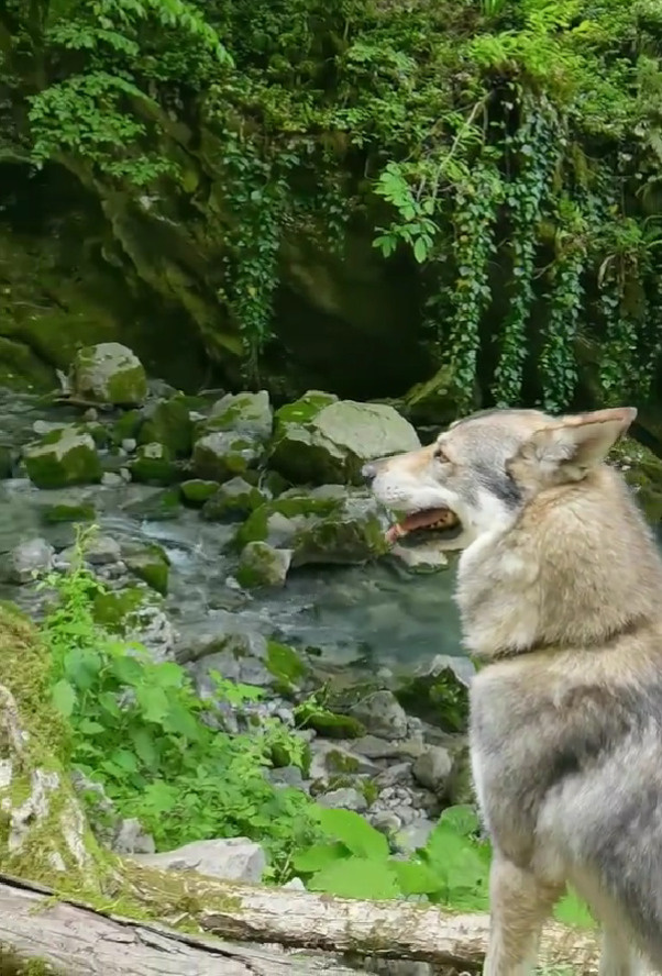 Фото: канал «Чехословацкий влчак Гарри и его подруга Шмоня»