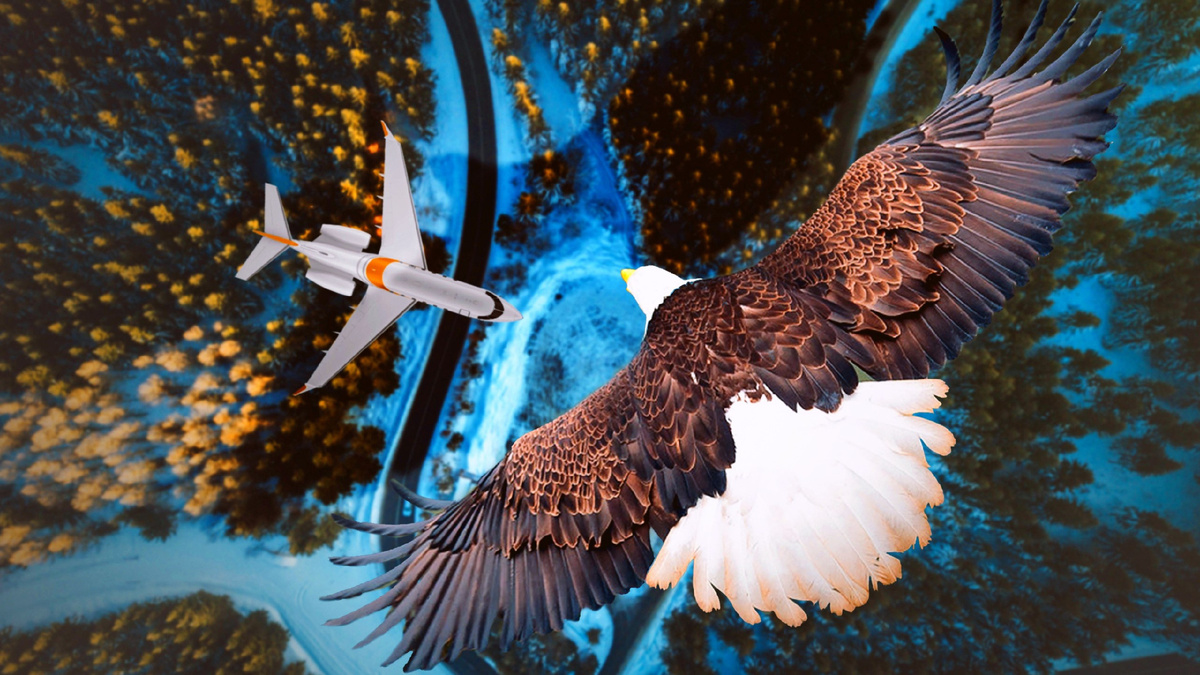 Парящий орёл. Фото в свободном доступе.