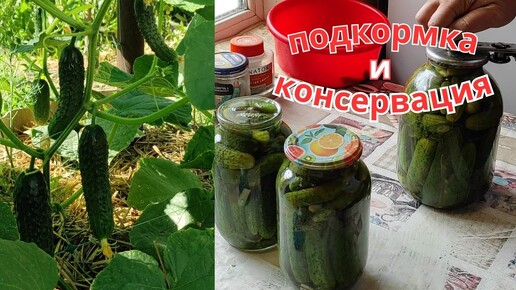 Подкормка огурцов которая творит чудеса. Маринованные огурцы.