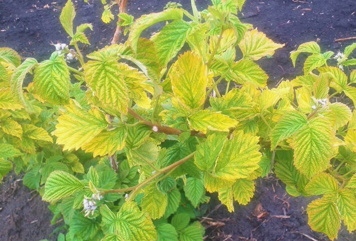 Это не ок (источник фото: YouTube.com)