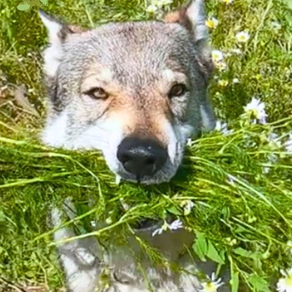 Скрин из видео: канал «Чехословацкий влчак Гарри и его подруга Шмоня»