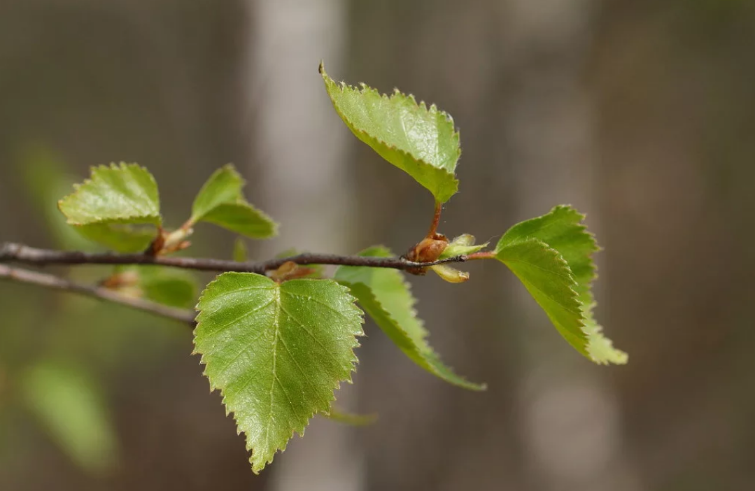 Березовые листочки