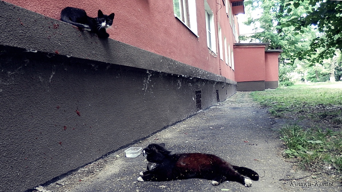 Кот: – Это я. А это моя тень на стене. И мы можем сейчас устроить представление. 