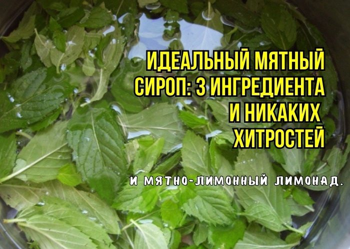 Научили готовить мятный сироп на зиму: находка да и только. И мятно-лимонный лимонад: в жару не покупаю - сама готовлю