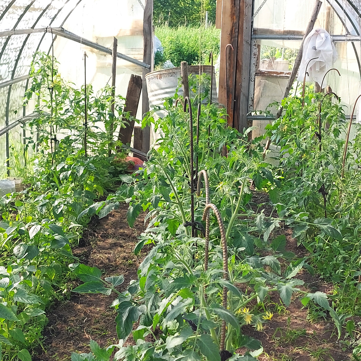 Приходится поливать часто. Поликарбонат новый, а торцы тепличные у нас сборные и из подручного материала. 