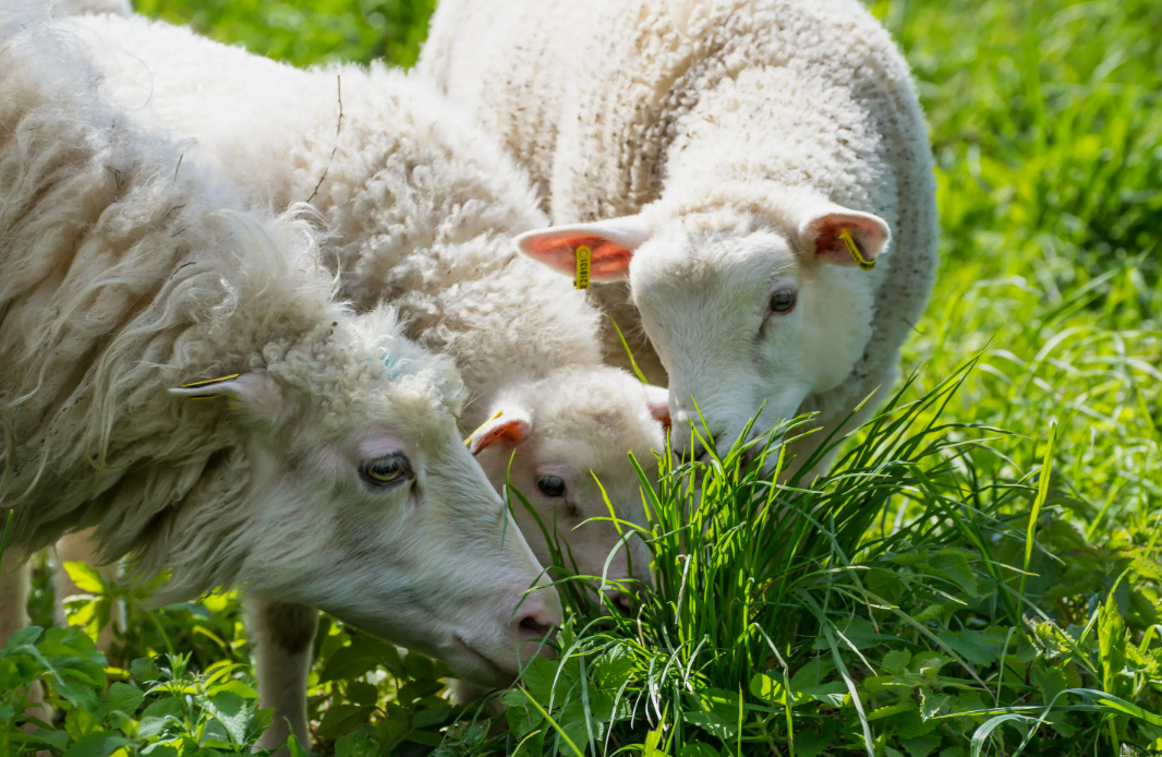 Сегодня овцеводство активно развивается в разных регионах страны. И животными начинают заниматься совсем не специалисты.