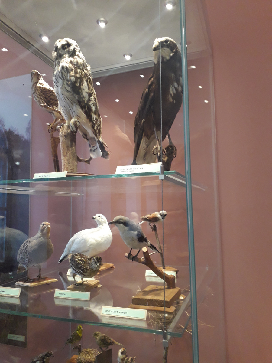 Верхняя полка: сова болотная, лунь болотный или камышовый, нижняя полка: фазан, куропатка серая, перепел, сорокопут жулан, сорокопут серый