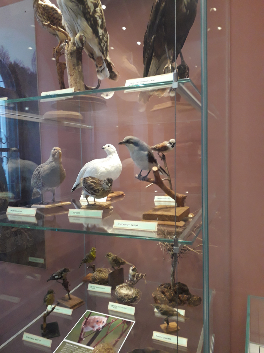 Внизу – овсянки обыкновенные у гнезда, щегол черноголовый, славка садовая, чекан луговой, трясогузка желтая