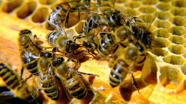    © РИА Новости . Павел Львов