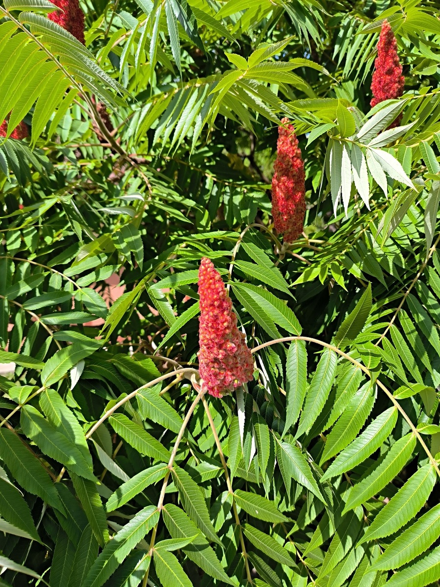 Сумах оленерогий