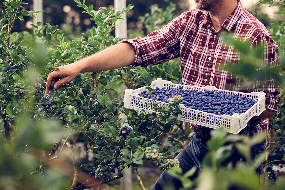 AstroStar / Shutterstock / FOTODOM📷Плодовые вина проигрывают виноградным с точки зрения вкуса и ароматики. По этой причине их всего 1-2% в общем объеме рынка вина в мире
