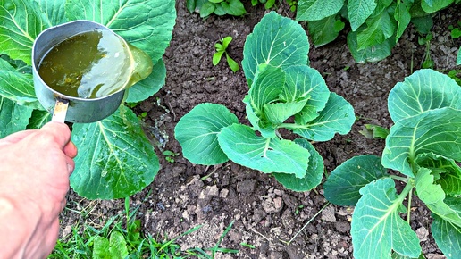 Чем подкормить капусту в июне июле чтобы быстро начала формировать плотный кочан?