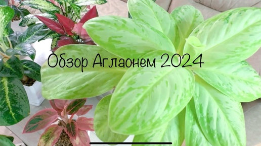 Обзор Аглаонем 2024