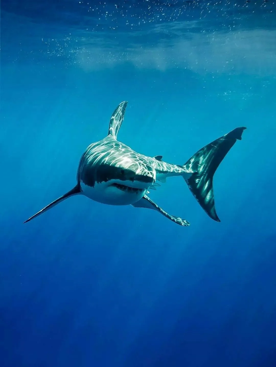 Смотрите какой я красивый