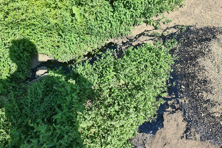 Фото: читатель ИА "Хакасия" 