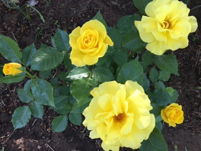 фото Екатерины