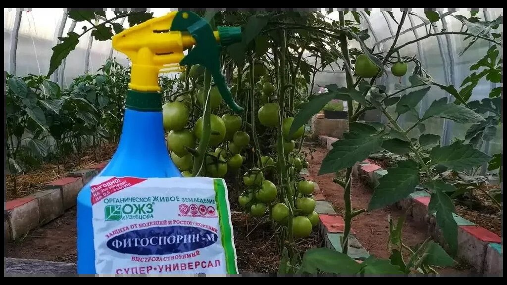 Обработка фитоспорином теплицы весной. Фитоспорин для орхидей. Фитоспорин для комнатных растений. Фитоспорин-м инструкция. Лейкой поливают землю в теплице.