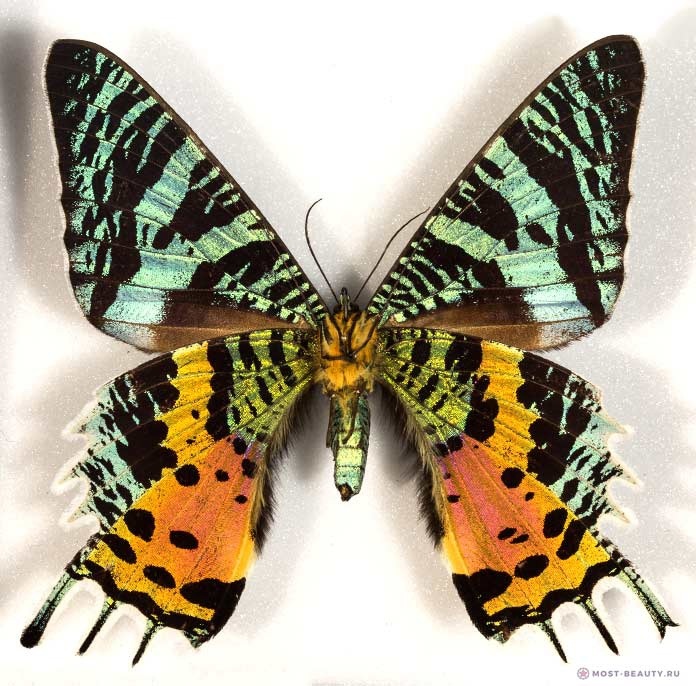 Урания мадагаскарская