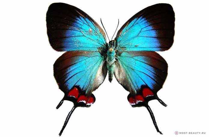 Королевская хвостатка