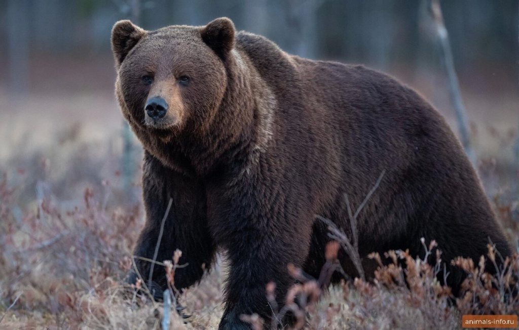 Бурый медведь