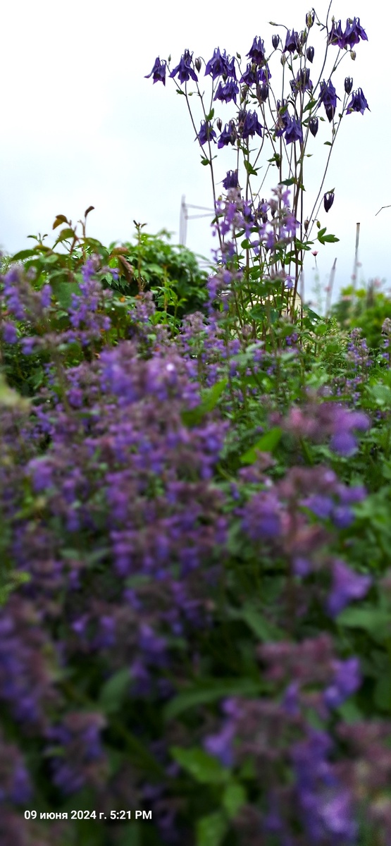 синяя, люблю синий цвет