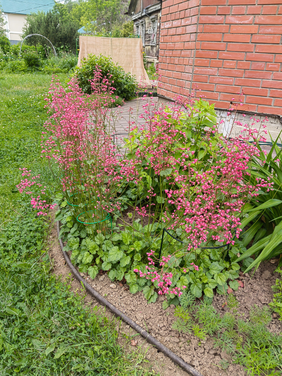 Heuchera кроваво-красная.