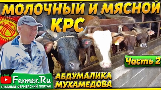 22 молочные коровы, 44 бычка на откорме на мясо. Устройство фермы. Силосная яма, кормоцех, сеносклад