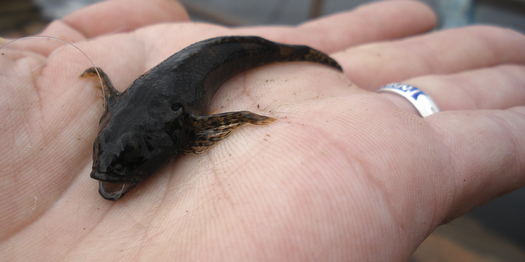 Отвечает Росрыболовство. Какое наказание в России за вылов рыбы, находящейся в региональных Красных книгах