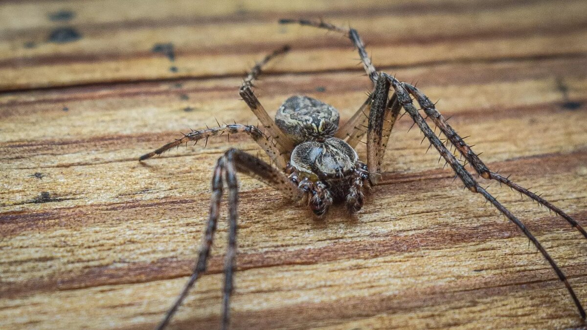     Источник: novostivolgograda.ru